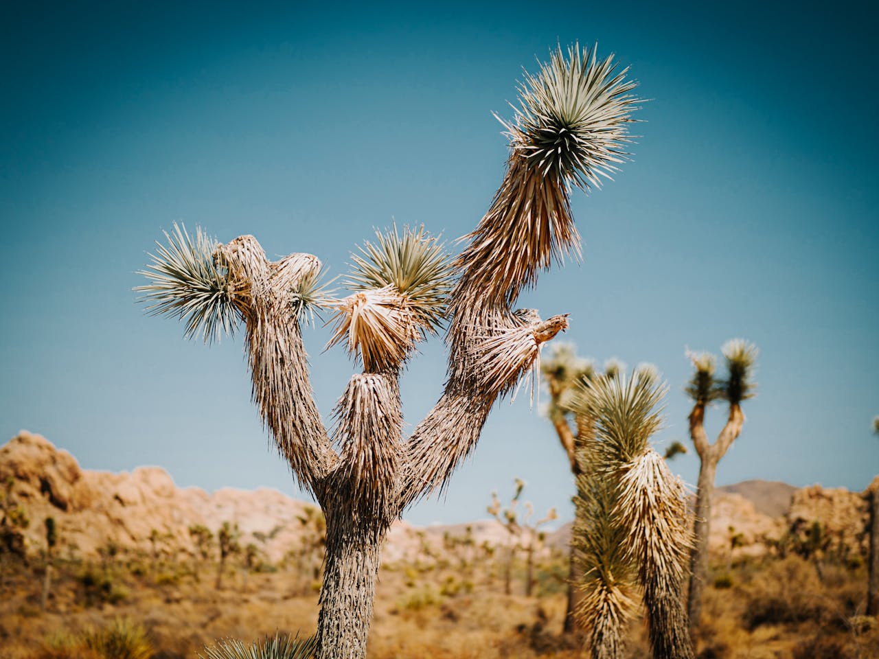 Stunning view of Joshua trees under a clear blue sky in a desert national park setting.
